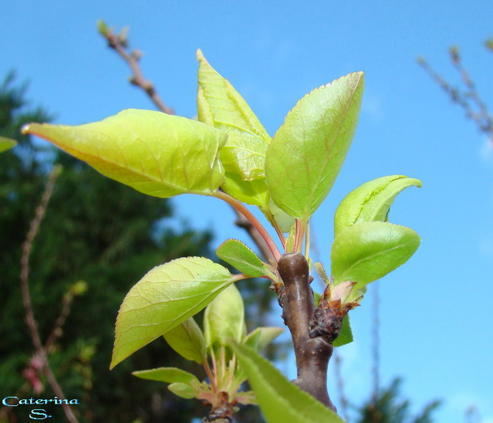 Sviluppo vegetale dell'' albicocco Prunus armeniaca